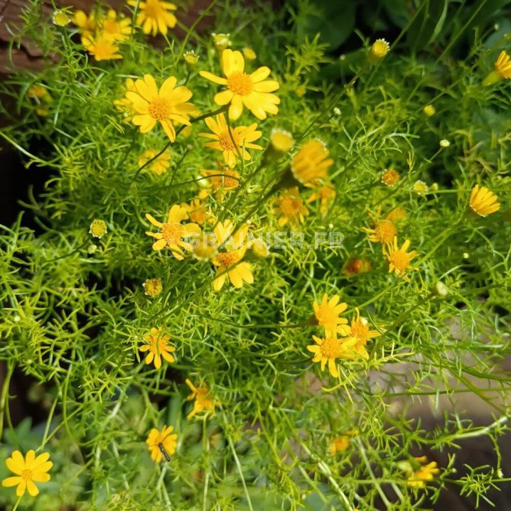 Thymophylla, Adenophyllum, Dyssodia image
